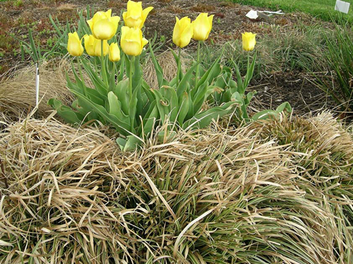 Carex leaves brown while tulip is blooming